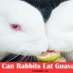 can rabbits eat guava