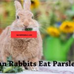 can rabbit eat parsley