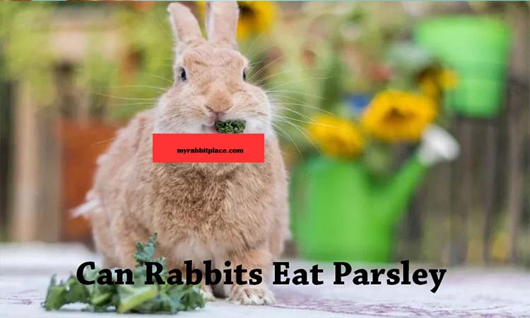 can rabbit eat parsley