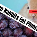 can rabbits eat plums