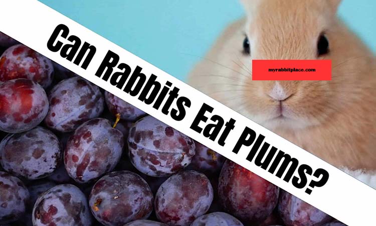 can rabbits eat plums