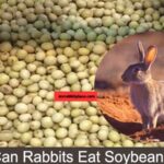 can rabbit eat soybean