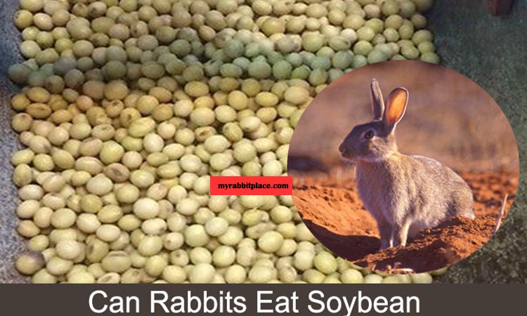 can rabbit eat soybean