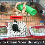 how to clean your bunnies cage