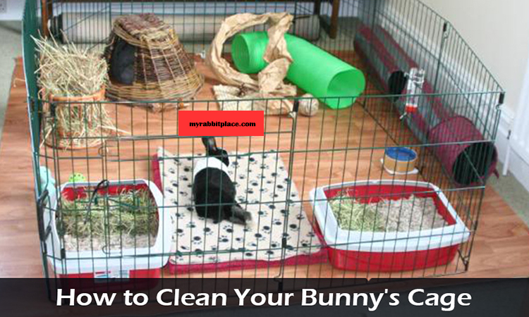 how to clean your bunnies cage