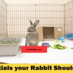 essential rabbit should have