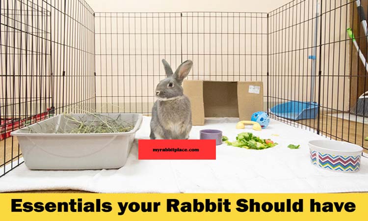 essential rabbit should have