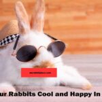 how to keep your rabbit cool in summer