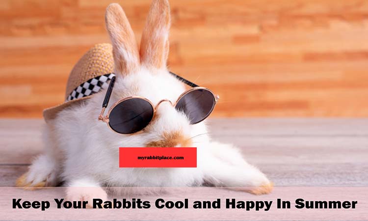 how to keep your rabbit cool in summer