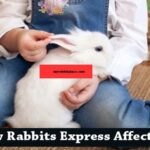 how rabbit express affection