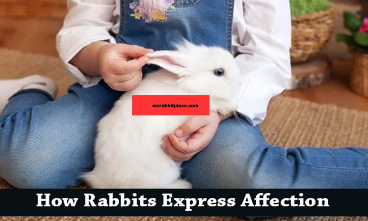 how rabbit express affection