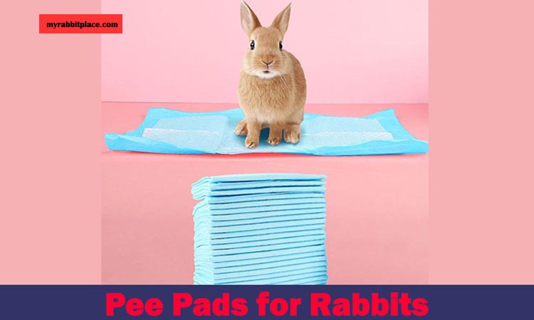 pee pads for rabbit