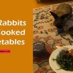 rabbit eat cooked vegetable