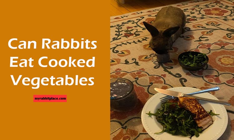 rabbit eat cooked vegetable