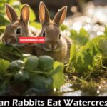 can rabbits eat watercress