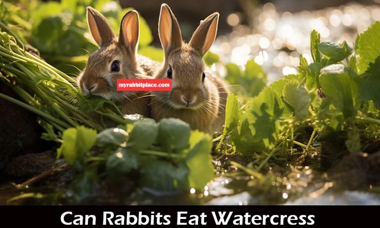 can rabbits eat watercress