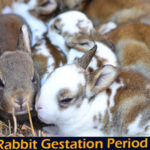 rabbit gestation period