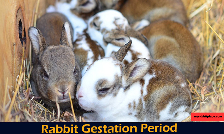 rabbit gestation period