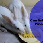 can rabbits eat pineapple