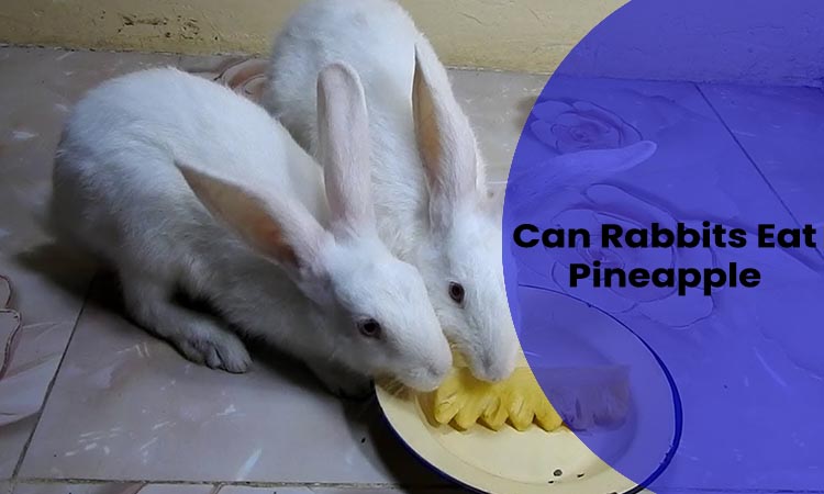 can rabbits eat pineapple