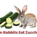 Can Rabbits Eat Zucchini