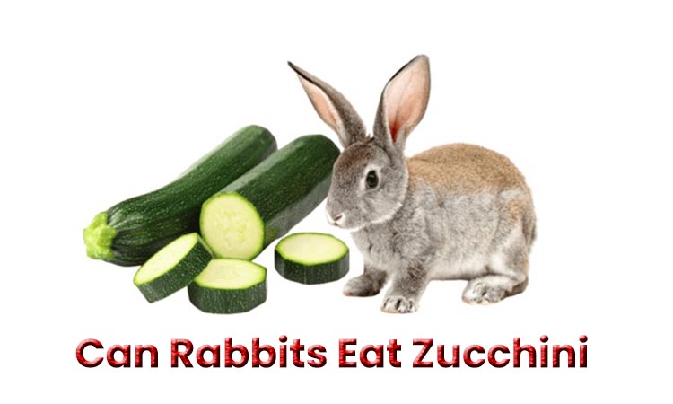 Can Rabbits Eat Zucchini