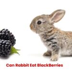 can rabbit eat blackberries