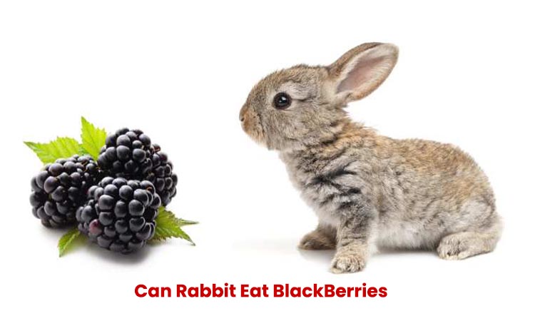 can rabbit eat blackberries