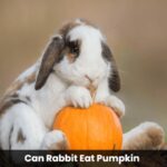 can rabbit eat pumpkin