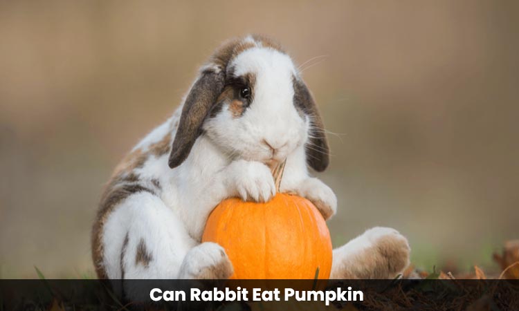 can rabbit eat pumpkin