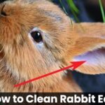 how to clean rabbit ears