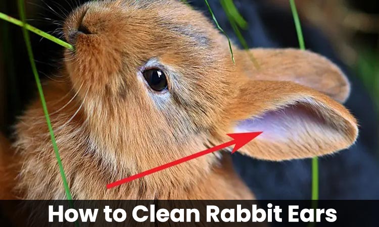 how to clean rabbit ears