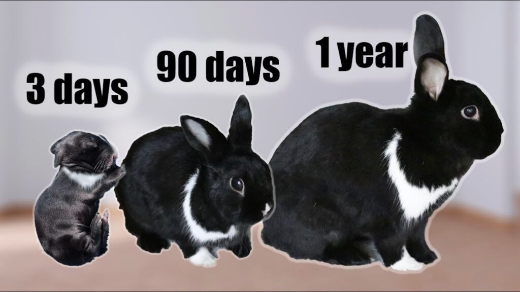Rabbit Age Calculator | Bunny Years to Human Years