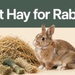 Brown-and-white rabbit beside piles of timothy, orchard grass, and meadow hay.