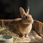 rabbit daily care