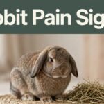 rabbit pain signs