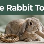 safe rabbit toys