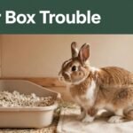 rabbit peeing outside