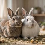 can rabbits live alone